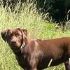baileypuppy